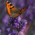 Der Kleine Fuchs auf Lavendelblüten.