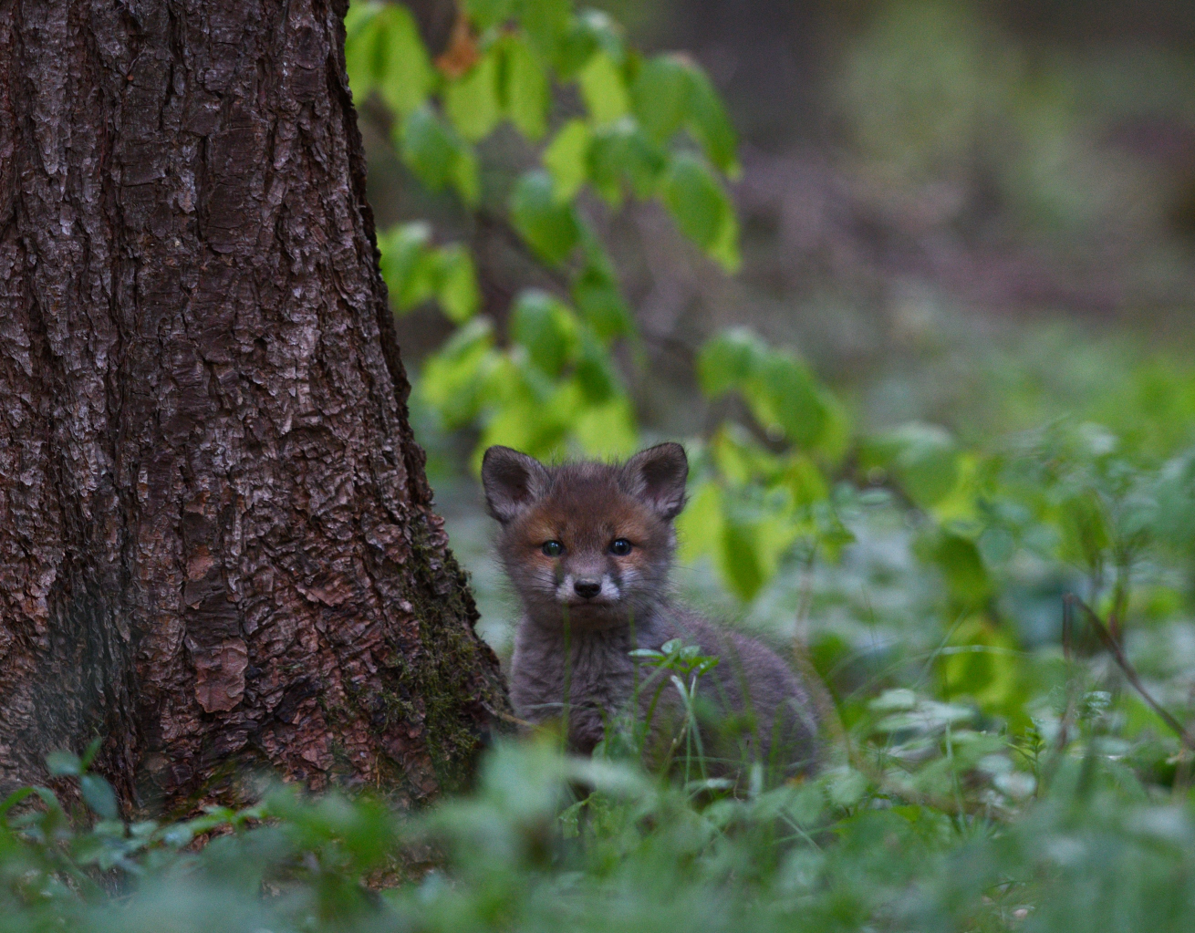 Der kleine Fuchs 