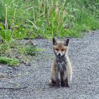 Der kleine Fuchs -Dokumentation 