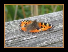 Der Kleine Fuchs gönnt sich eine Pause