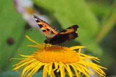 Der kleine Fuchs - Schmetterling