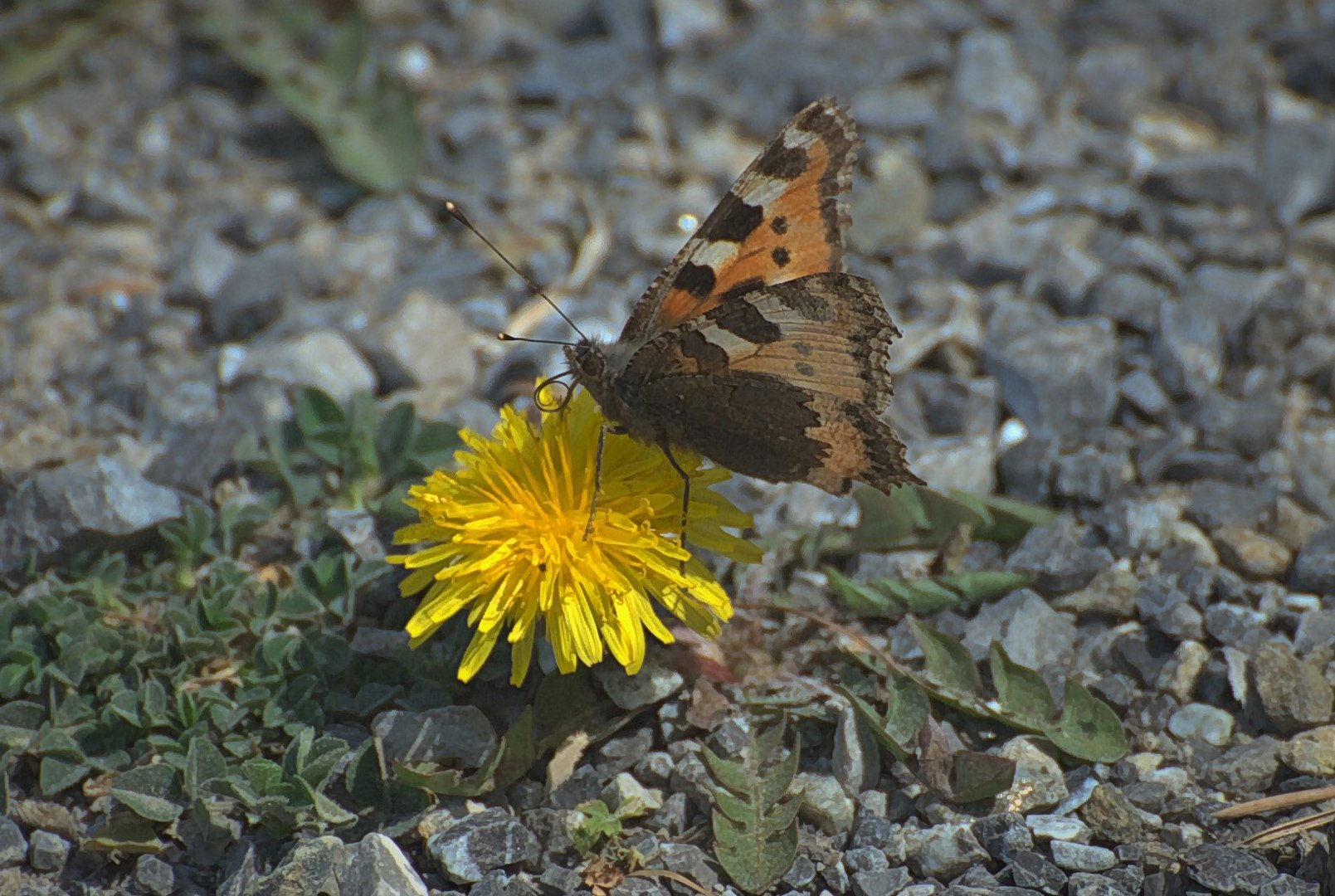 Der kleine Fuchs und der Löwenzahn