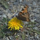 Der kleine Fuchs und der Löwenzahn