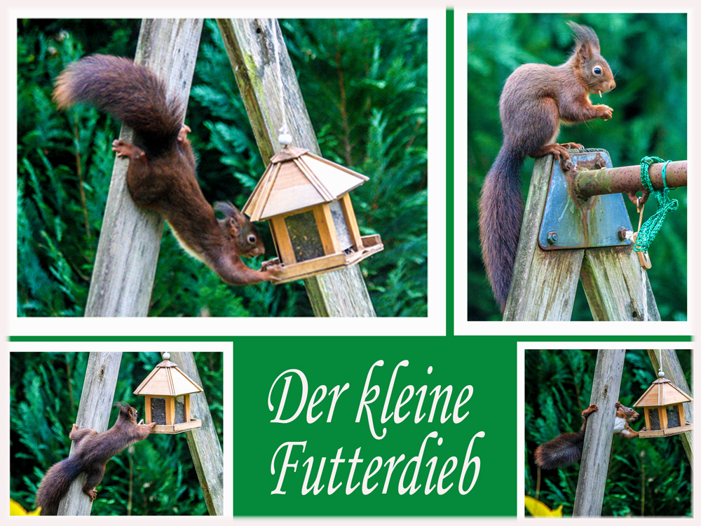 Der kleine Futterdieb