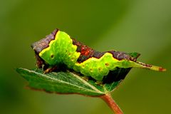 Der kleine Gabelschwanz / Espengabelschwanz