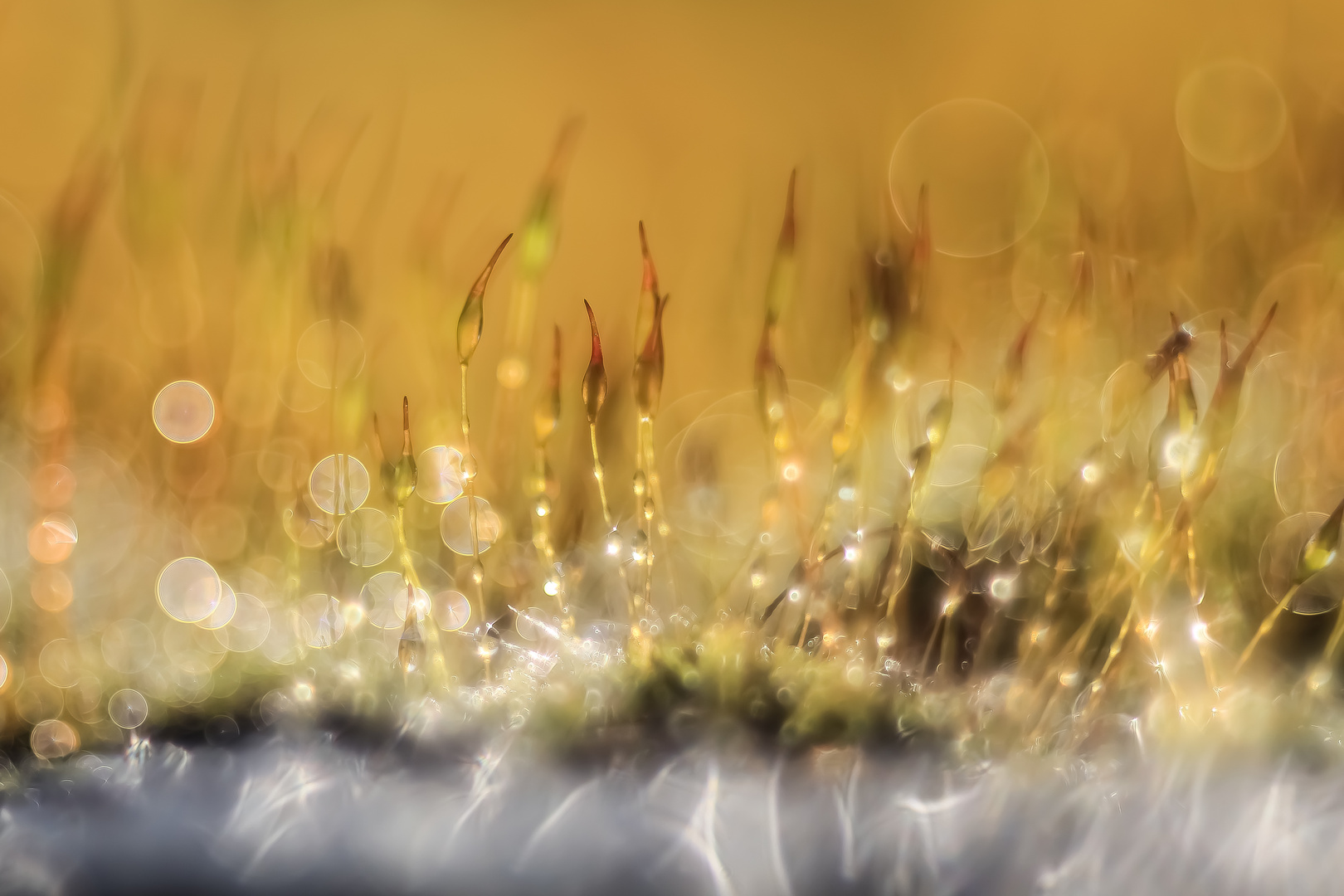 Der Kleine Garten Am Meer Eine Erzahlung Daruber Was Im