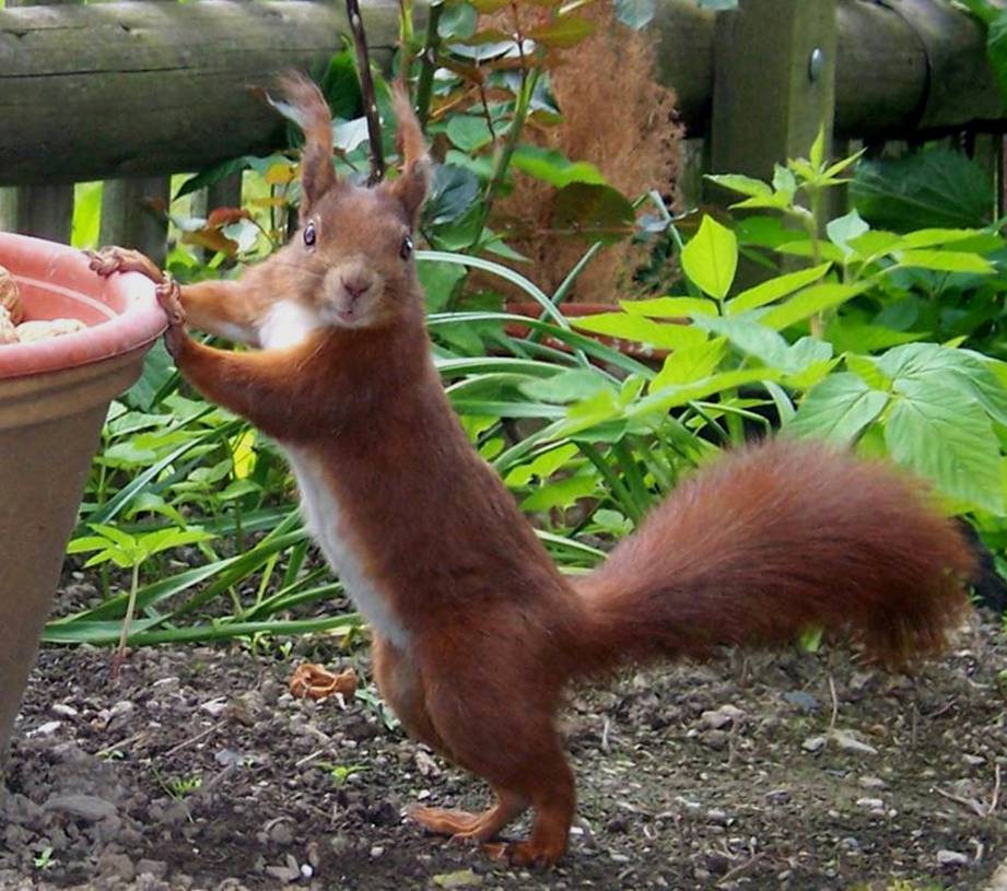 Der kleine Gartenfreund