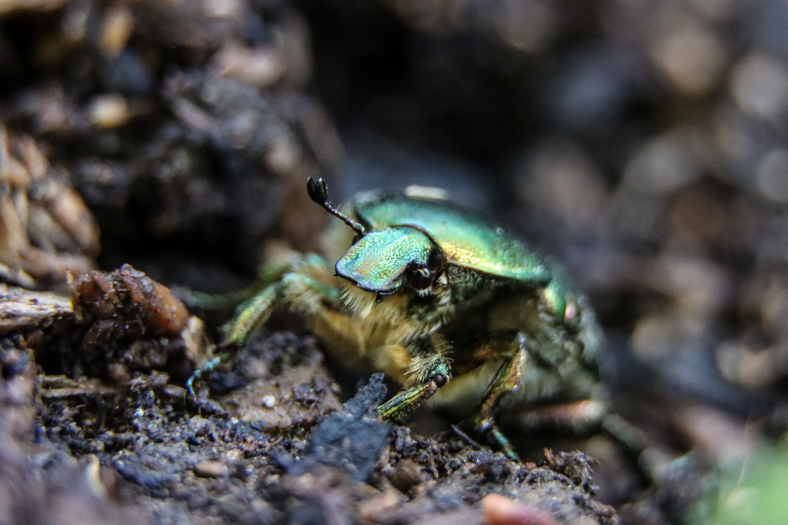 Der kleine Gartenhelfer ist da - Rosenkäfer