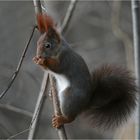 der kleine Gauner räumt alle Vogelhäuschen aus