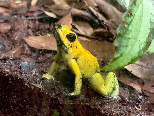 Der kleine gelbe … 