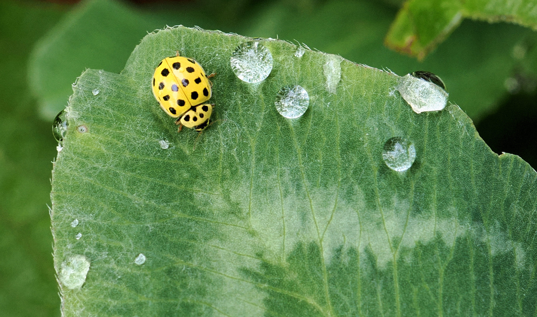 Der kleine gelbe im Tropfenland …