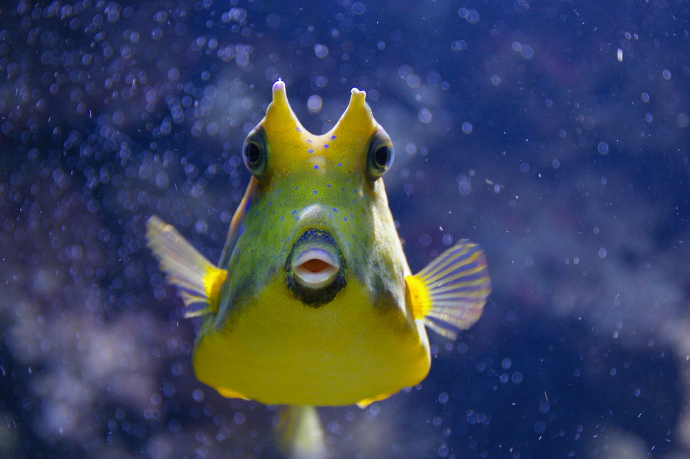 der kleine gelbe neugierige Fisch