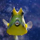 der kleine gelbe neugierige Fisch