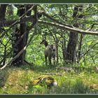 der kleine Gemsbock über den Felsen des Balsthaler Roggens