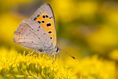 der kleine Genießer