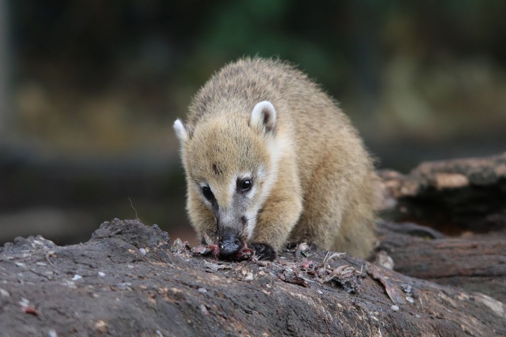 Der kleine Gourmet..... Foto & Bild | fotos, spezial, natur Bilder auf