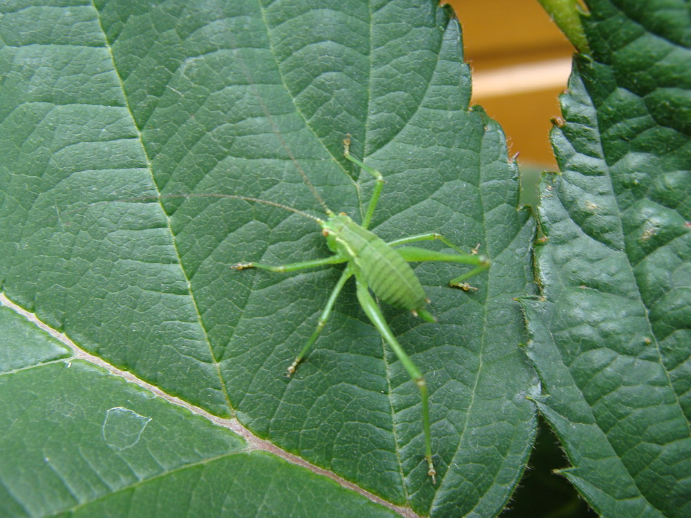 Der kleine Grüne Foto & Bild tiere, wildlife, insekten Bilder auf