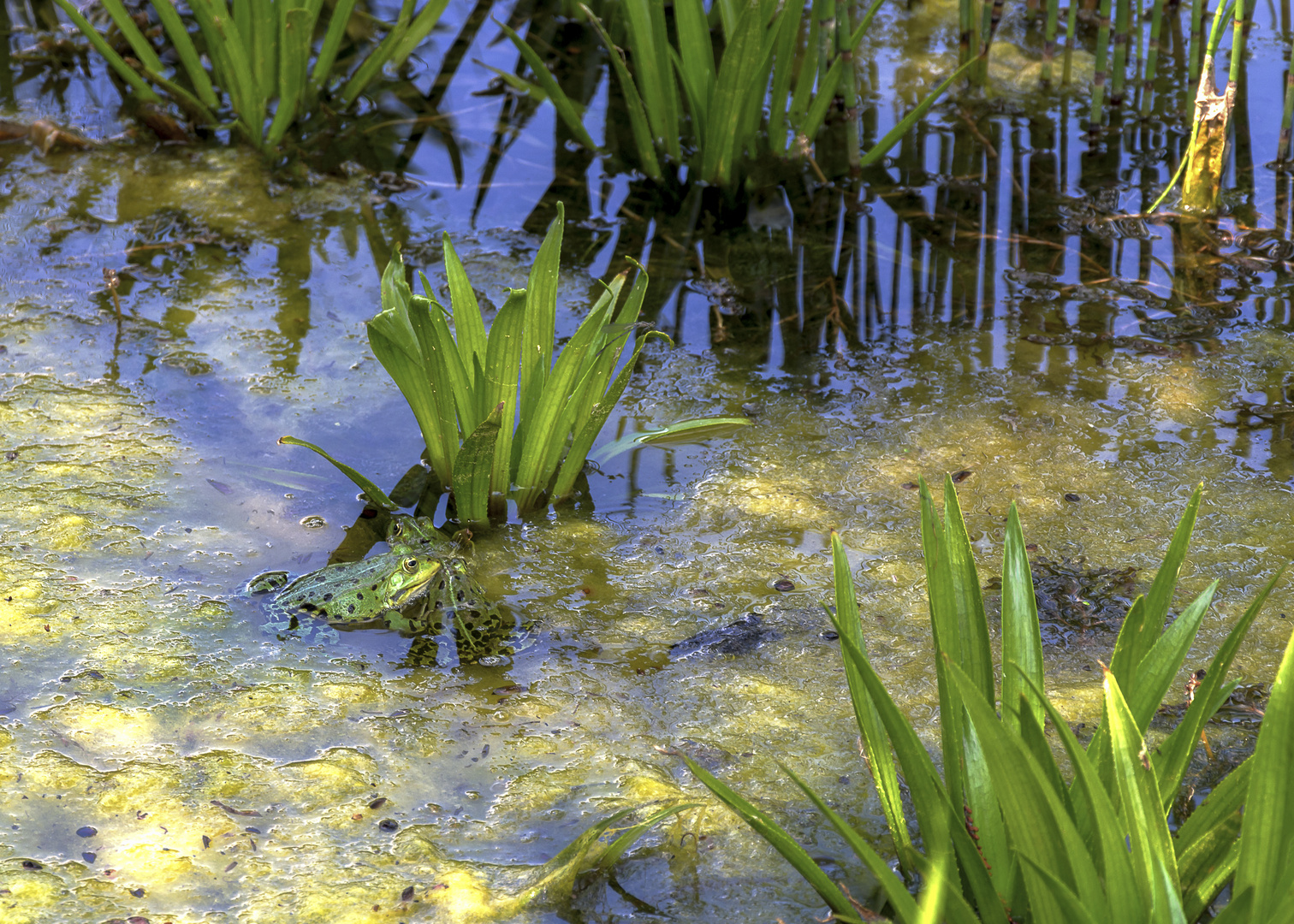 Der kleine grüne Frosch im Teich
