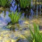 Der kleine grüne Frosch im Teich