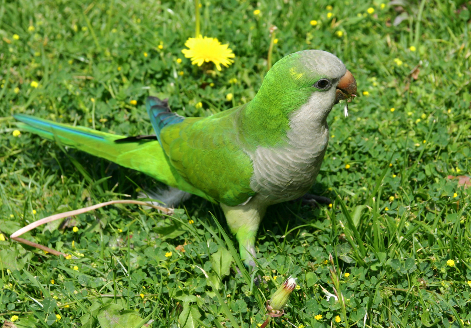 Der kleine Grüne im Grünen