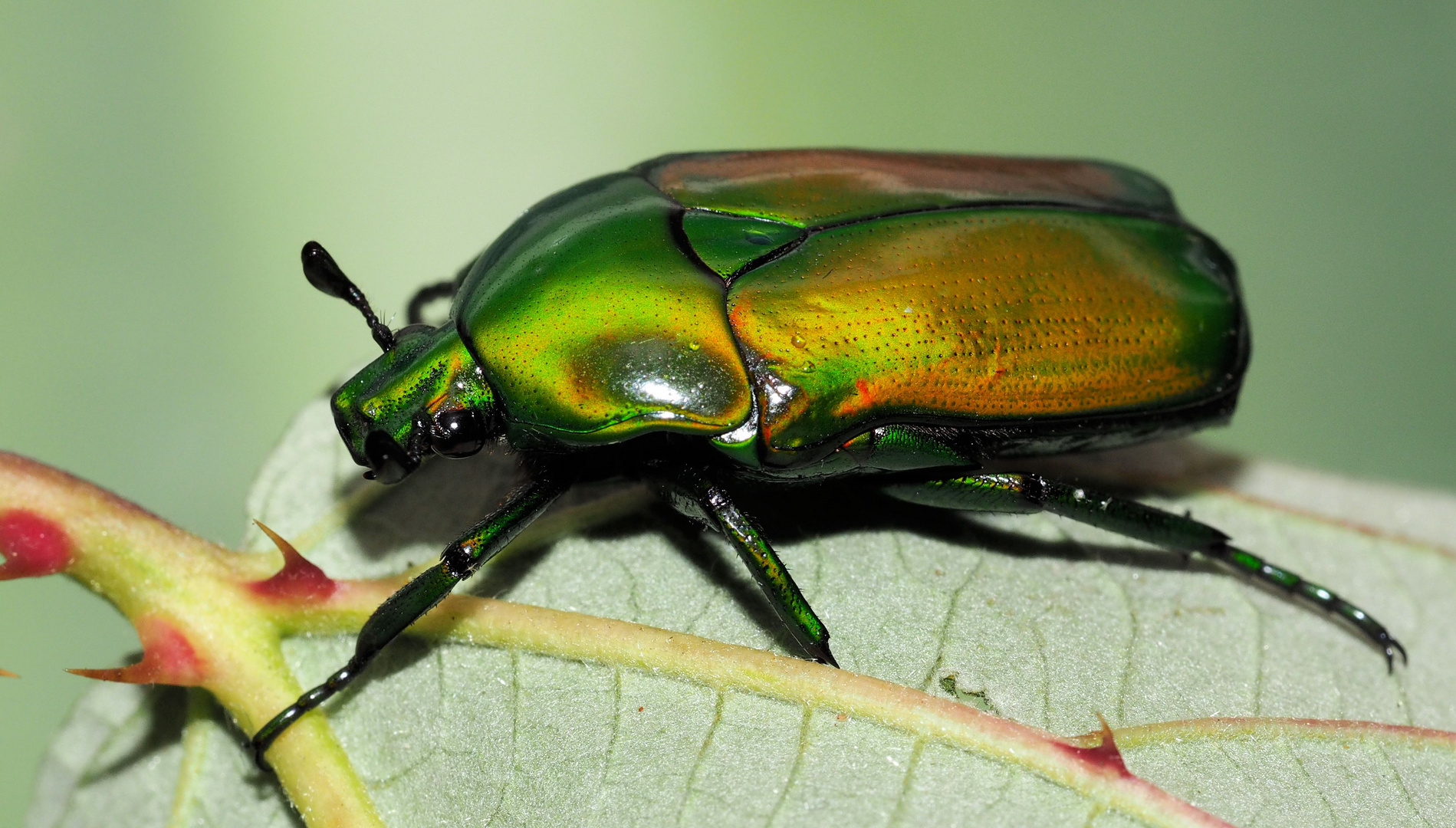 58+ Kleine Grüne Insekten Im Garten, Bekämpfen sie effektiv grüne