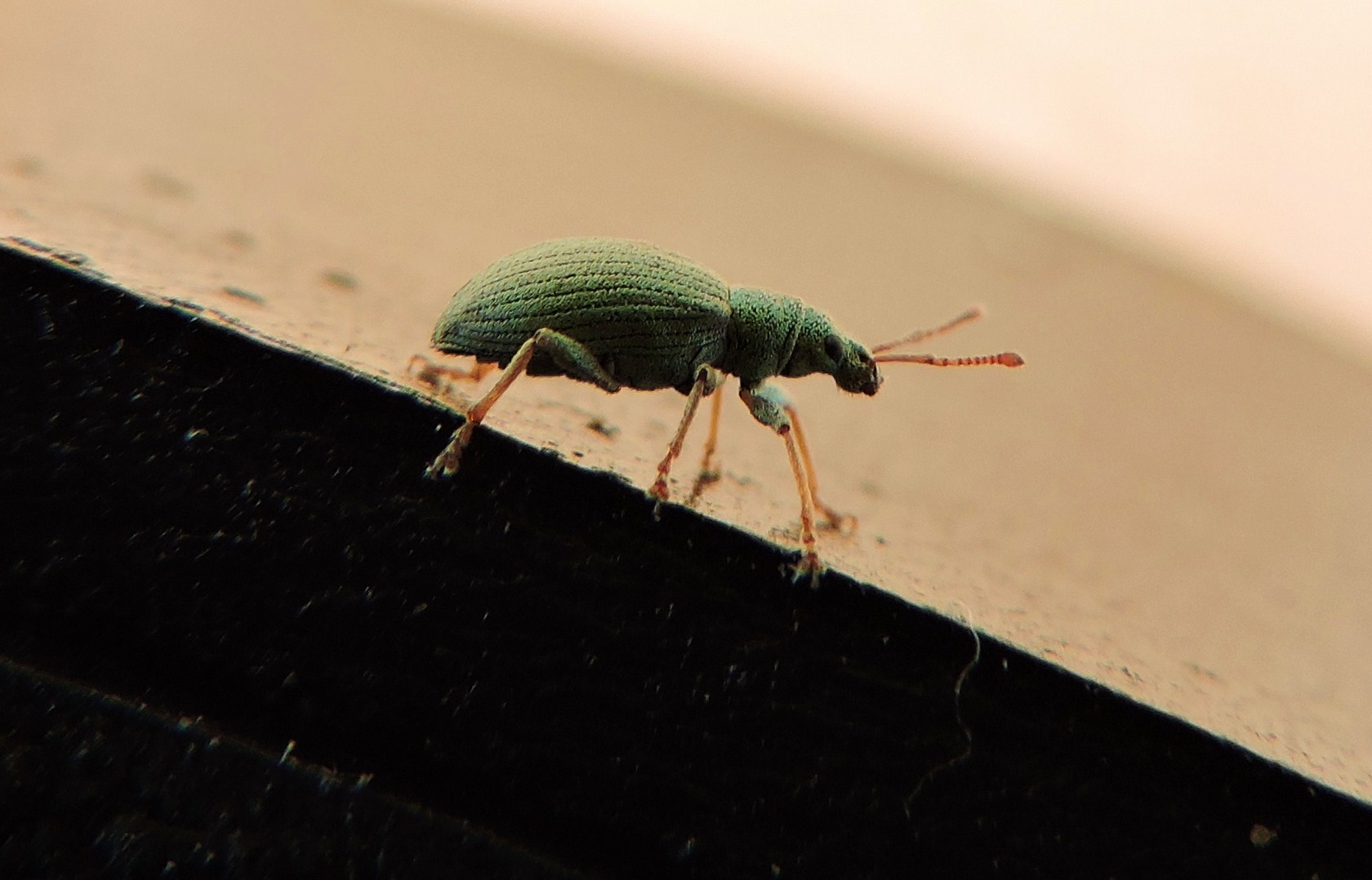 der kleine grüne Käfer auf Wanderschaft.........