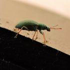 der kleine grüne Käfer auf Wanderschaft.........