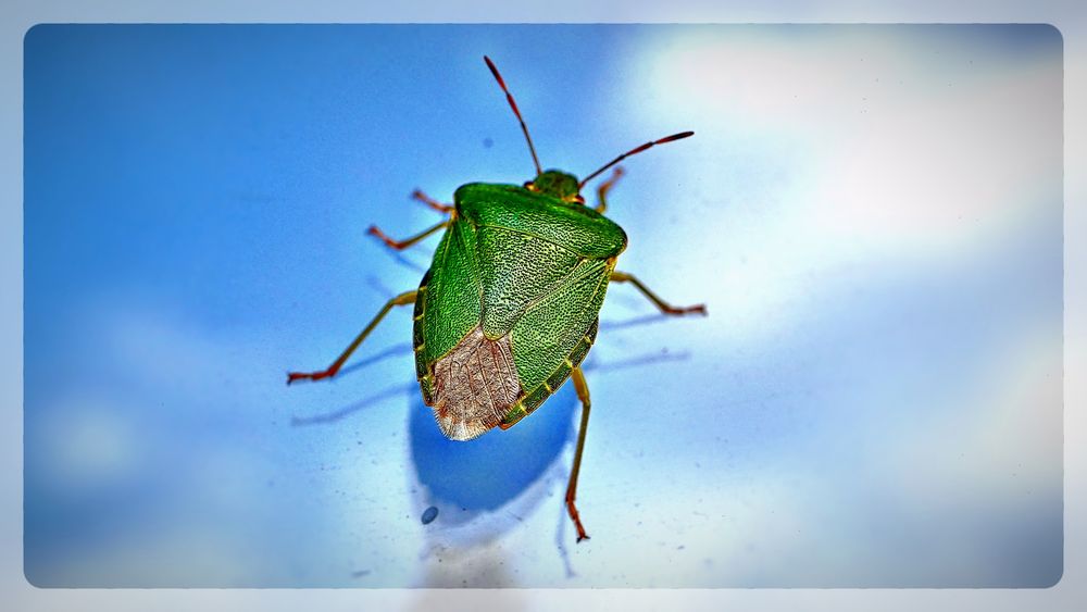 Der kleine grüne Käfer Foto & Bild fotos, spezial, dokumentation