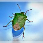 Der kleine grüne Käfer