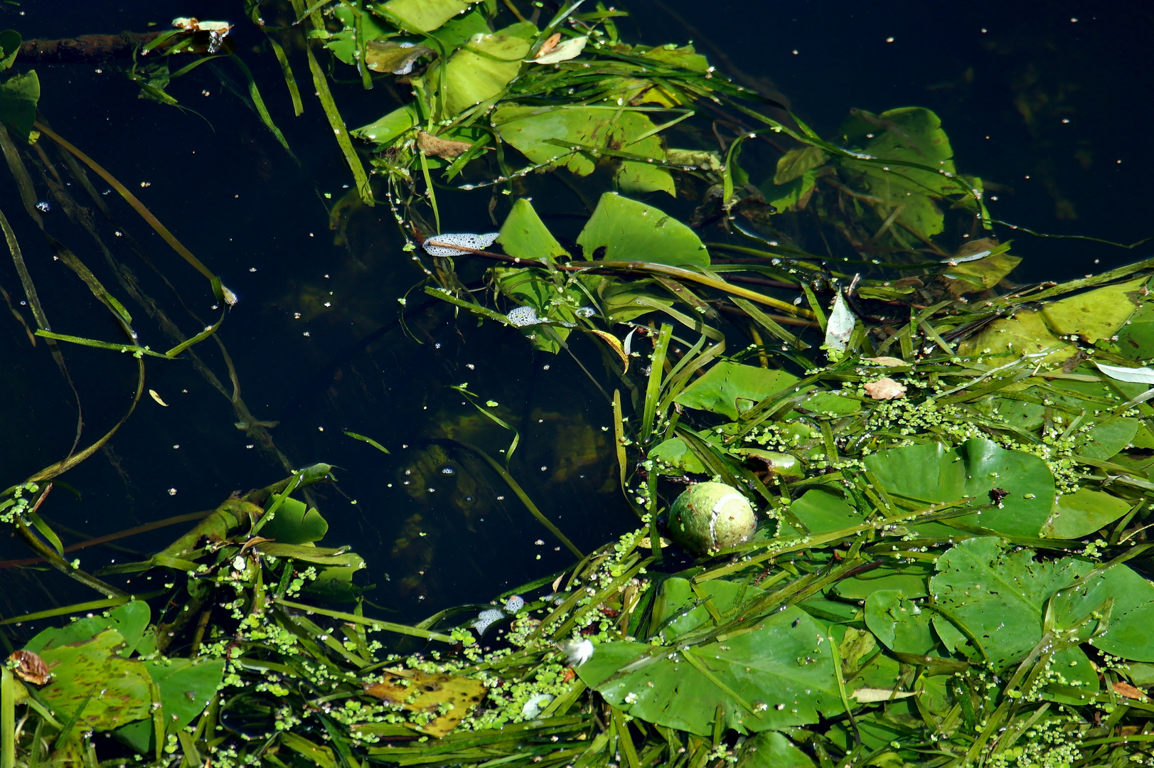 Der kleine grüne Tennisball