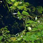 Der kleine grüne Tennisball