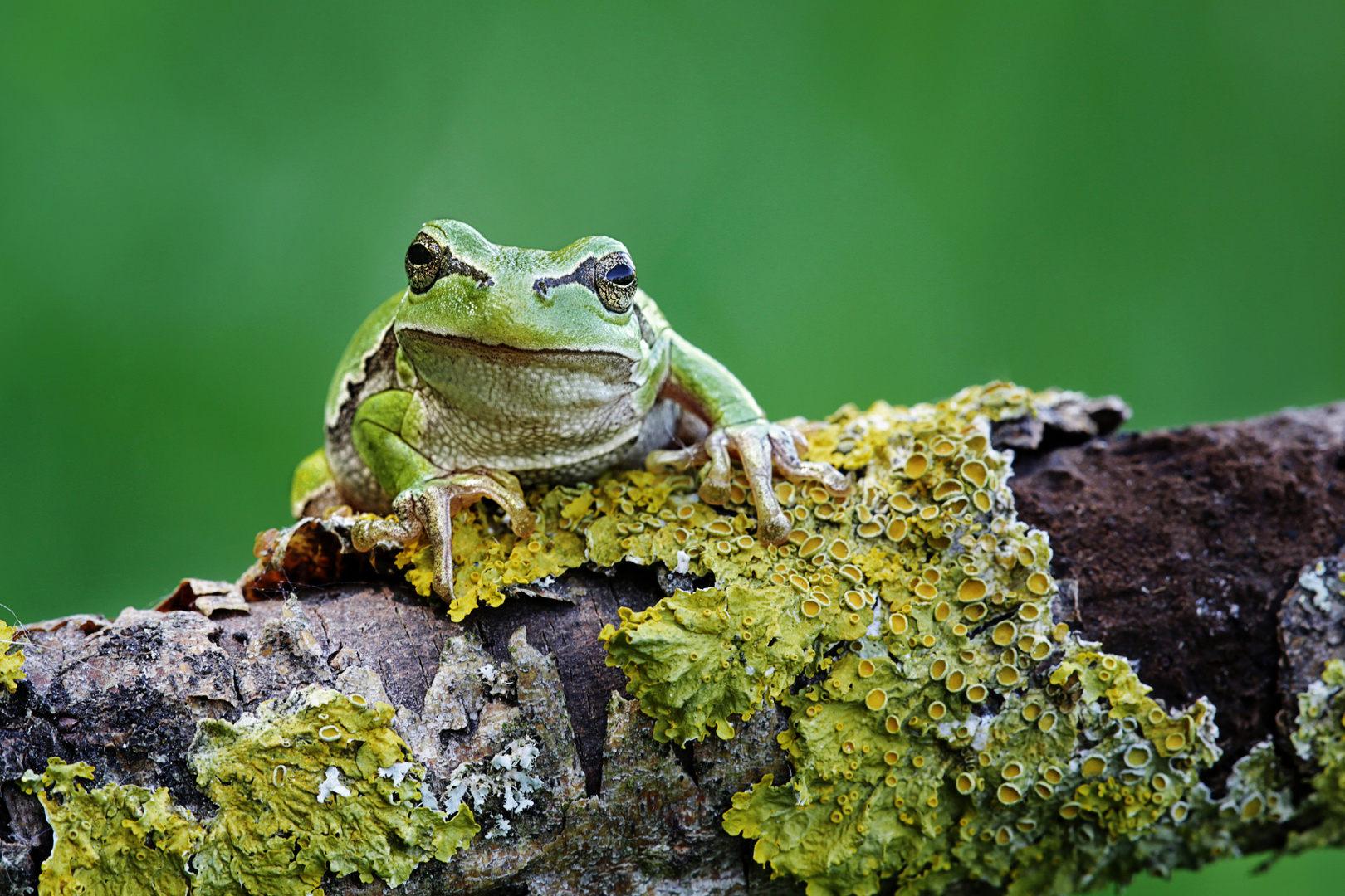 Der kleine grüne Wetterfrosch