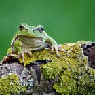 Der kleine grüne Wetterfrosch