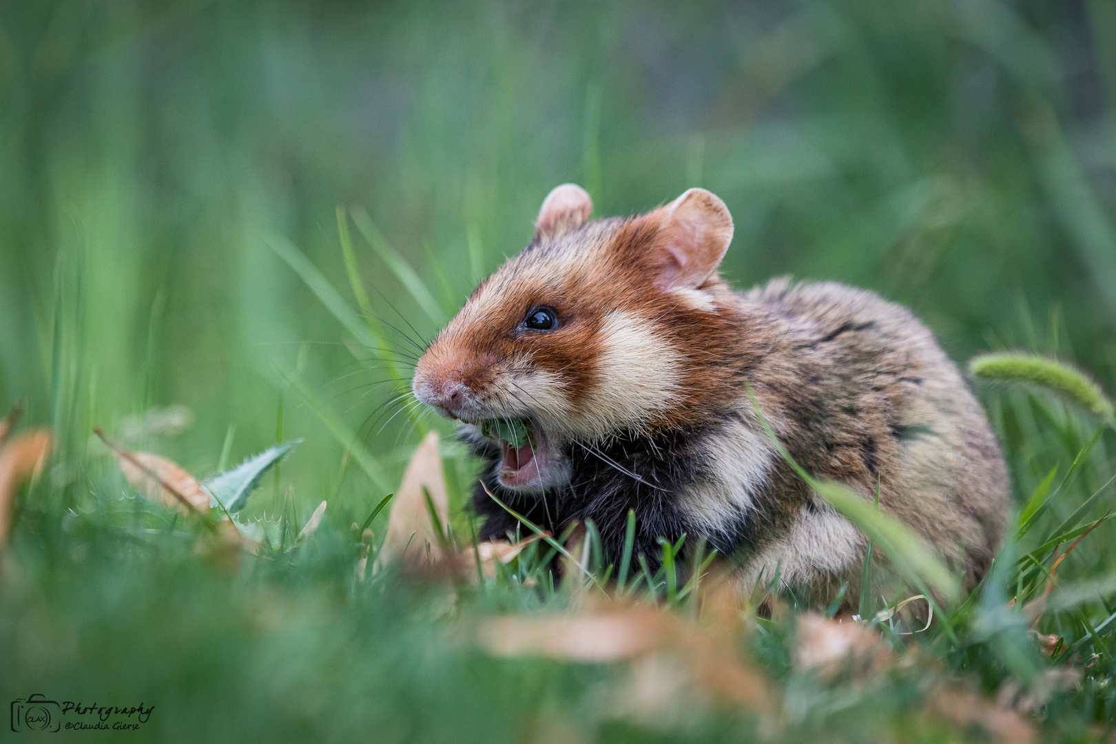 der kleine Hamster Nimmersatt