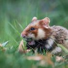 der kleine Hamster Nimmersatt