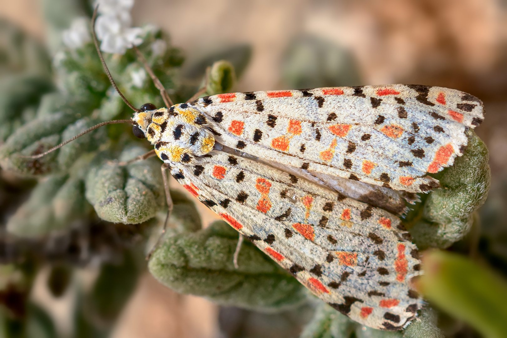 der kleine Harlekin