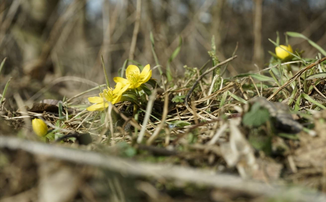 der kleine harte Winterling 