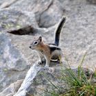 Der Kleine hat alles im Blick - Grand Teton Nationa Park