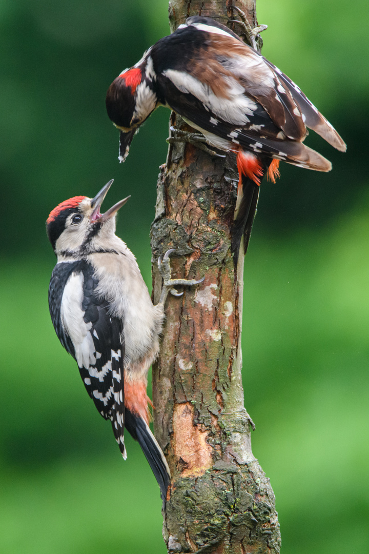 Der Kleine hat Hunger