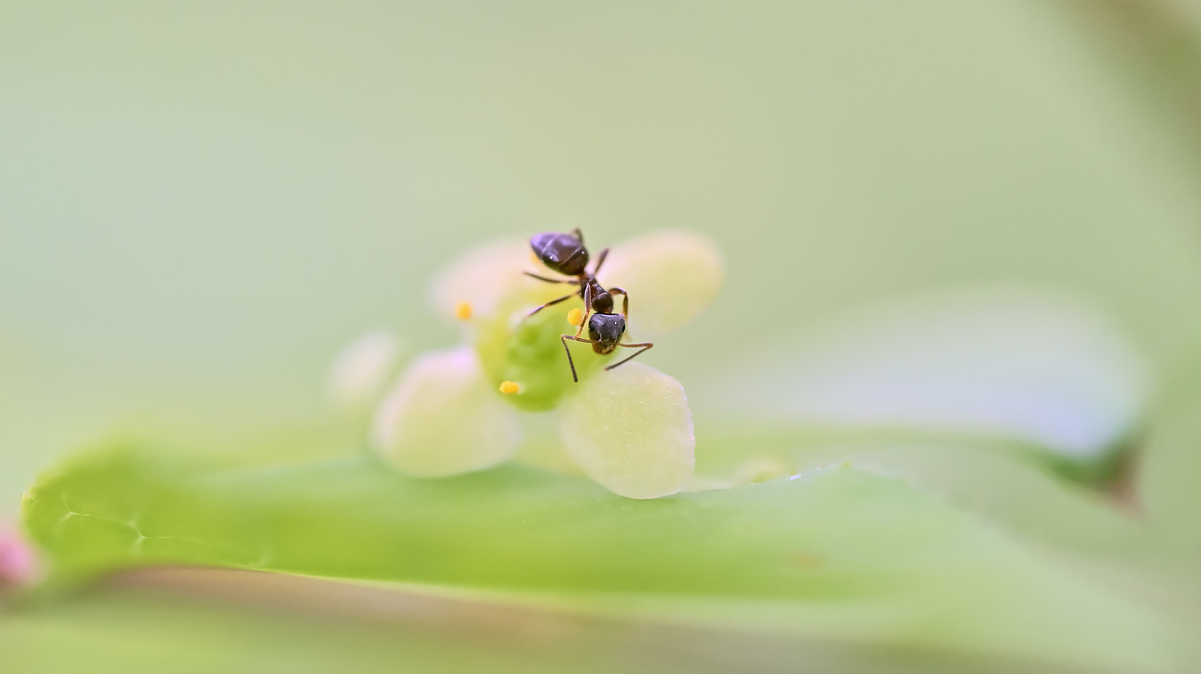 der kleine hat nicht mal gemerkt dass ich ihn fotografiert habe ...