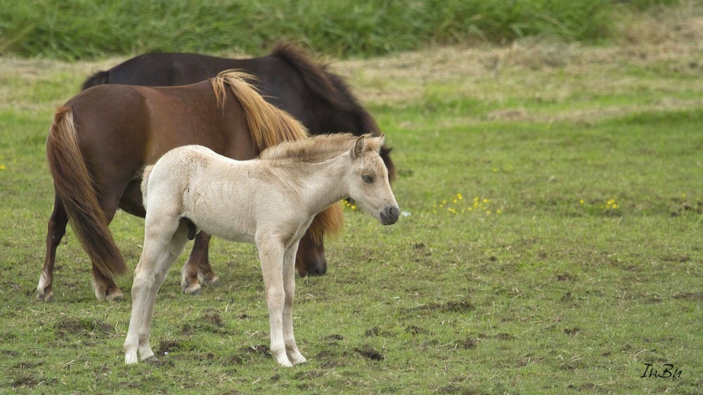 Der kleine Hengst.