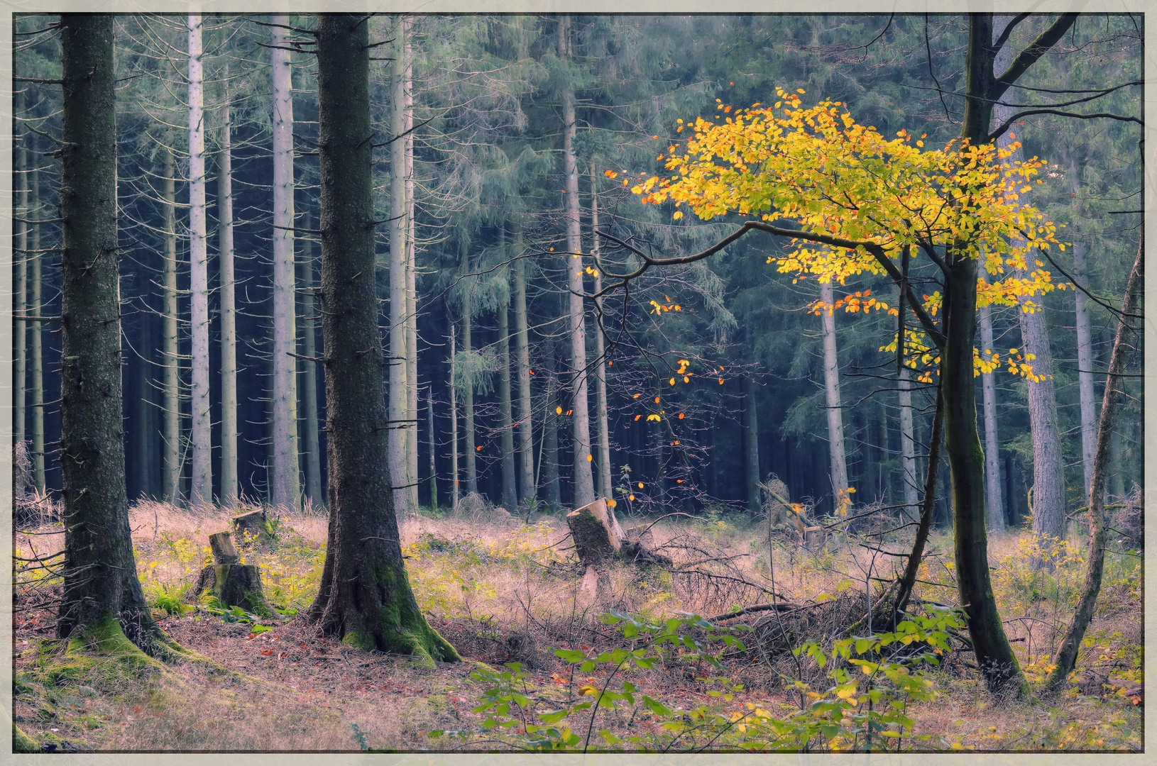 Der kleine Herbst