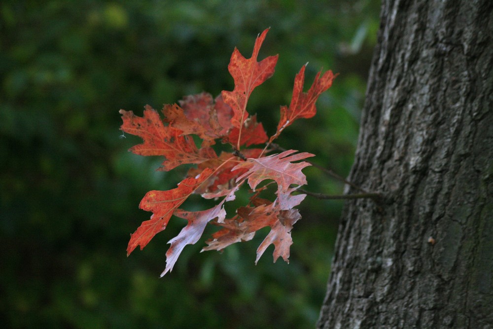 der kleine Herbst