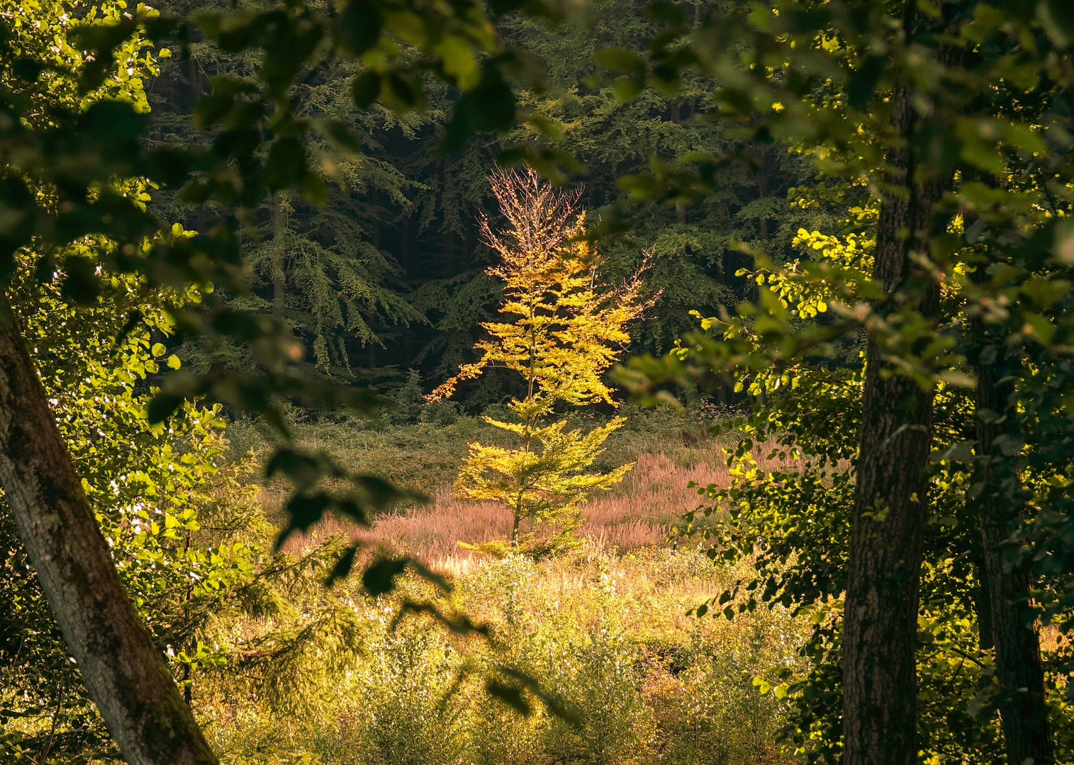 der kleine Herbst