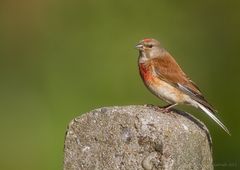 der kleine Herr vom Stein