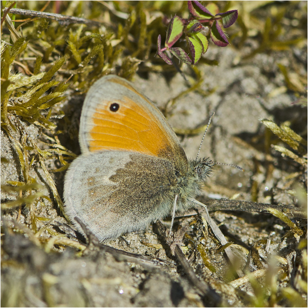 Der Kleine Heufalter, auch Kleines Wiesenvögelchen (Coenonympha pamphilus) genannt . . .