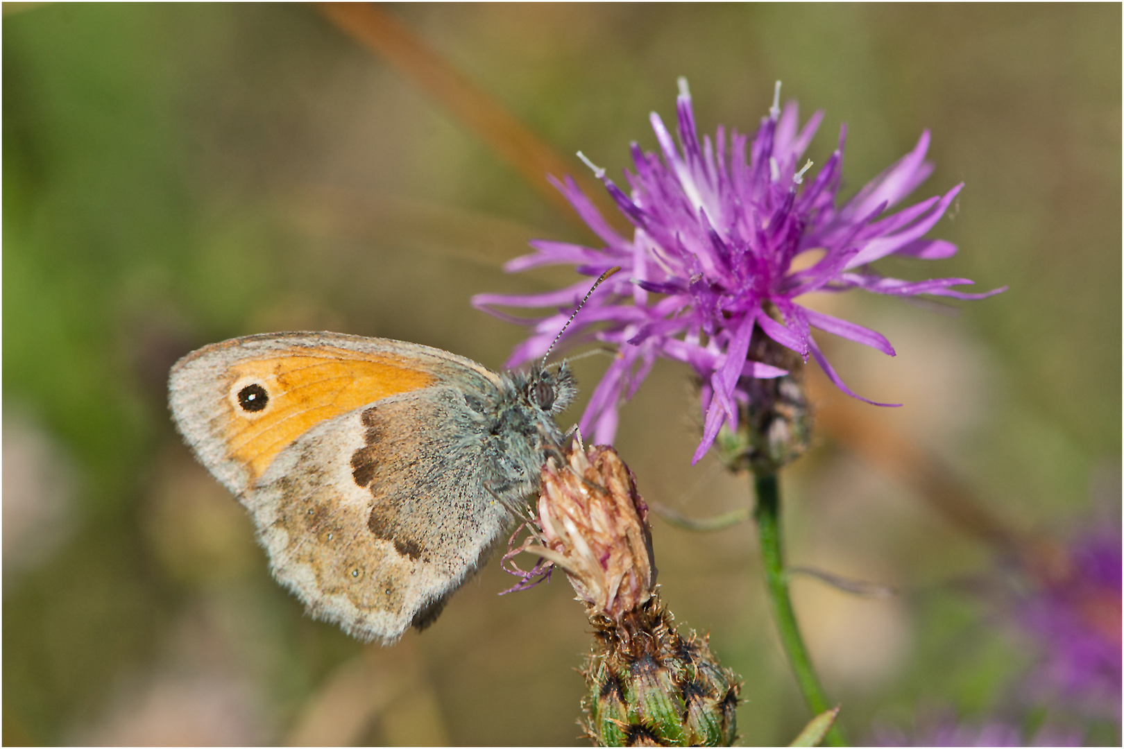 Der Kleine Heufalter (Coenonympha pamphilus) . . .