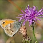 Der Kleine Heufalter (Coenonympha pamphilus) . . .