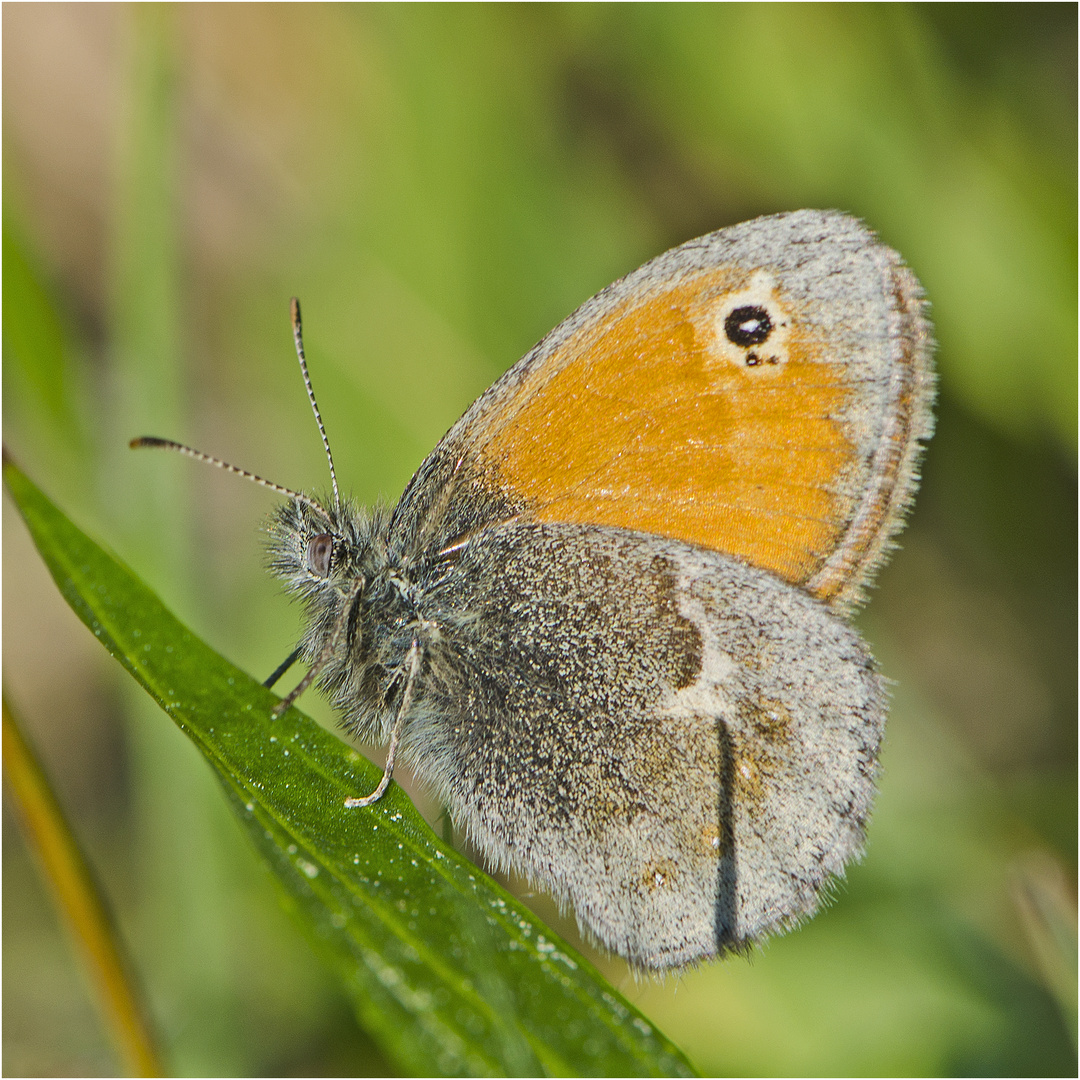 Der Kleine Heufalter (Coenonympha pamphilus) . . .