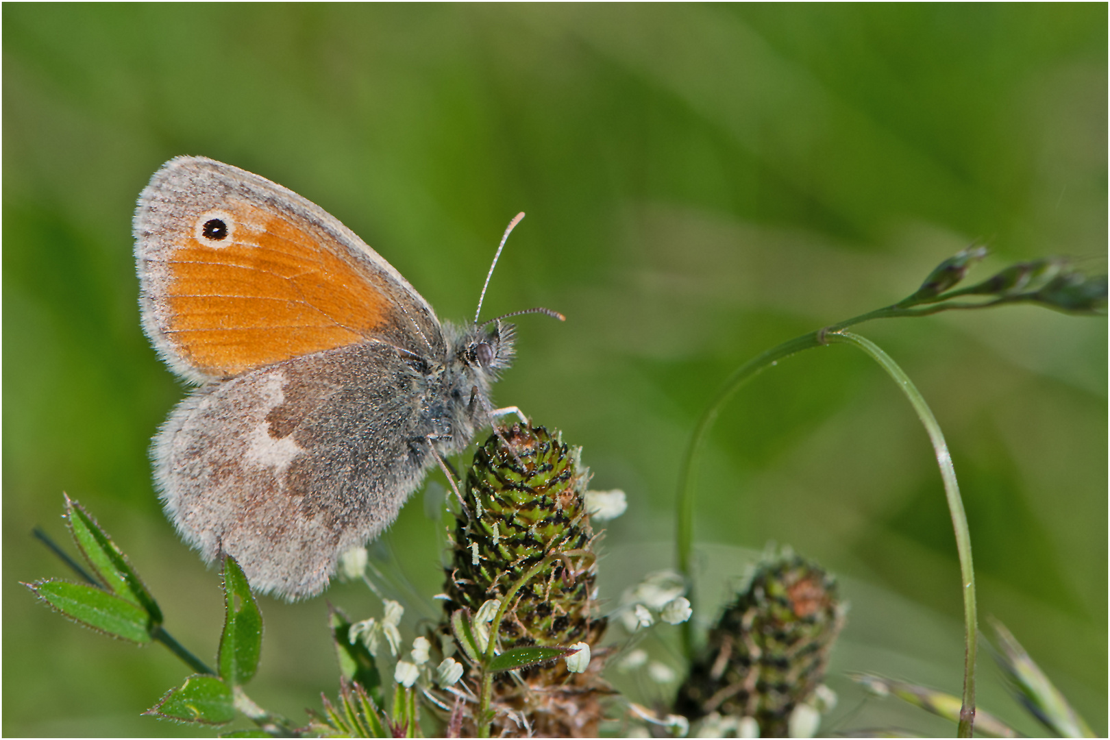 Der Kleine Heufalter (Coenonympha pamphilus) . . .